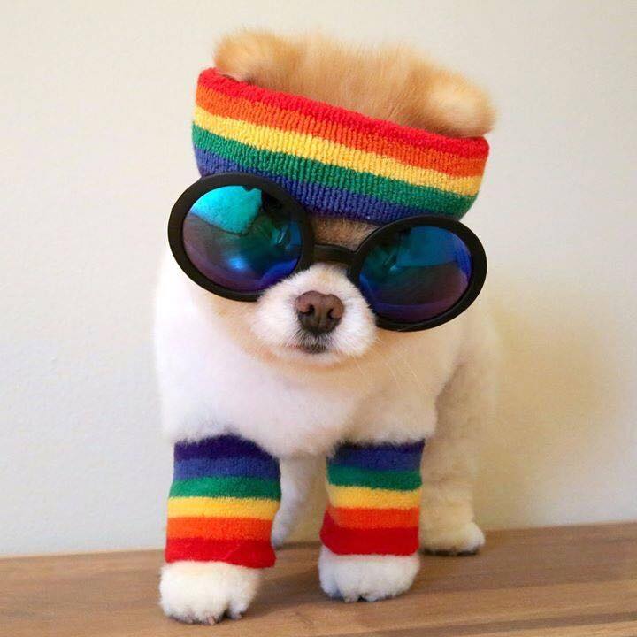 Rainbow Dog